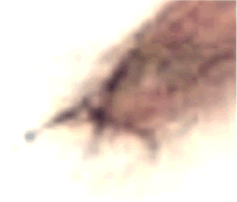 Hubble Space UFO Blowup Negative